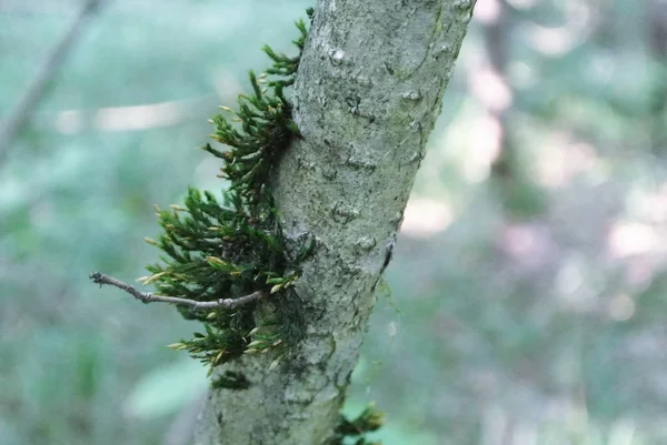 A közeli erdő háttér egy fa ága borított gre — Stock Fotó