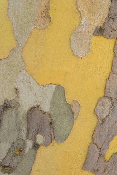 Yakın çekim makro arka planını kamuflaj renkli soyut bilmece