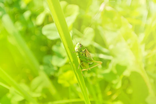 Grande gafanhoto verde sentado em uma lâmina de grama em belo s — Fotografia de Stock