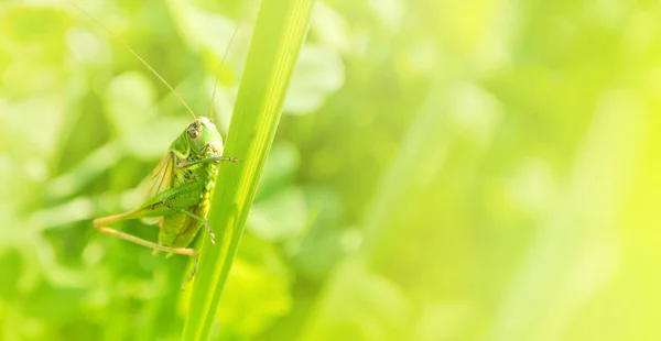 Grande gafanhoto verde sentado em uma lâmina de grama em belo s — Fotografia de Stock