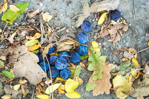 Close-up van de achtergrond van blauw paarse gevallen rijpe pruimen en droge aut — Stockfoto