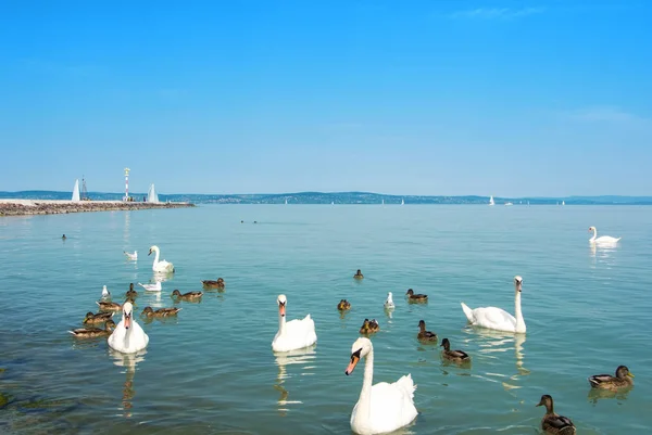 Su kuşları, kuğu, ördekler ve martılar Siofok pier yakınındaki ben Stok Fotoğraf