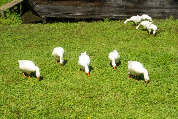 Un grupo de gansos blancos brillantes comiendo gras verdes en el campo en Imagen De Stock