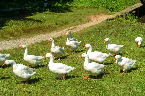 Parlak beyaz kazlar bir grup f yeşil Gras üzerinde gidiyor Stok Fotoğraf