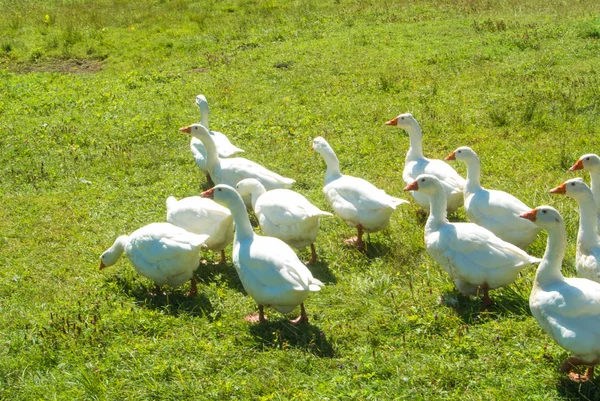 Parlak beyaz kazlar bir grup f yeşil Gras üzerinde gidiyor Stok Fotoğraf