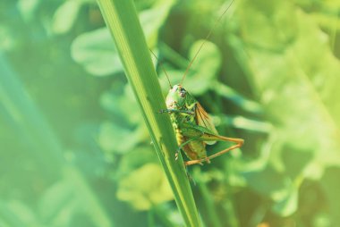 Bir bıçak güzel s çimenin üzerinde oturan büyük yeşil çekirge