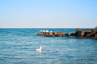 Deniz göl oce mavi şeffaf dalgalar üzerinde yüzen bir martı