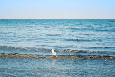 Deniz göl oce mavi şeffaf dalgalar üzerinde yüzen bir martı
