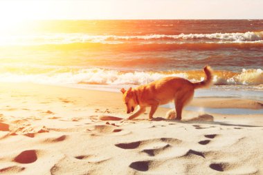 Kumul evenin içinde plajda bir delik kazma bir köpek