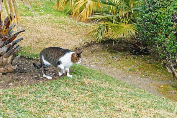 Gato furtivamente merodeando caza escondido en el verde seco hierba en t — Foto de Stock