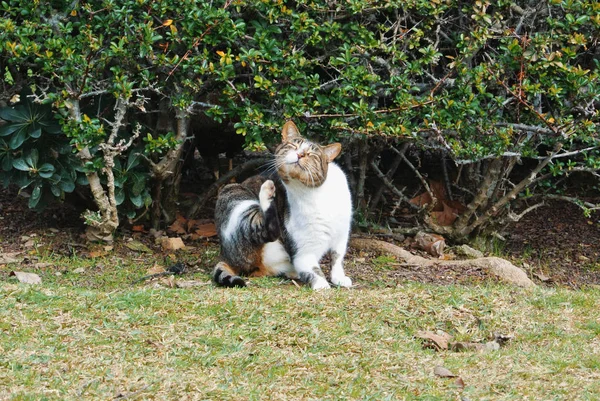 Un gato arañándose sentado en la hierba cerca del arbusto en th — Foto de Stock