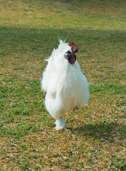 Un gran gallo blanco gallo pollo caminando de pie en una pierna en —  Fotos de Stock