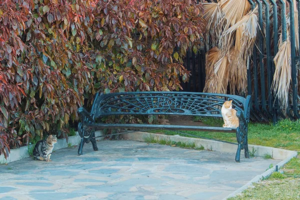 Dos gatos sentados en un banco de metal forjado en el parque de Mediterr — Foto de Stock