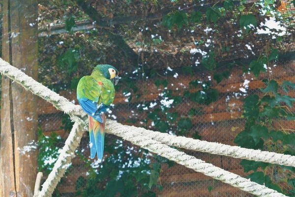Великий різнокольоровий синій зелений папуга сидить на товстій плетеній корінь — стокове фото