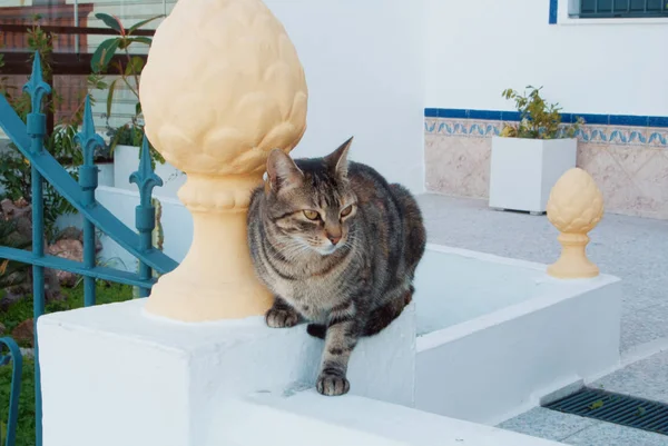 Un gato marrón sentado a la entrada del típico spa mediterráneo — Foto de Stock