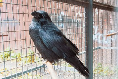 Siyah kuzgun karga o oturan parmaklıklar arkasında eski vintage metal kafes içinde