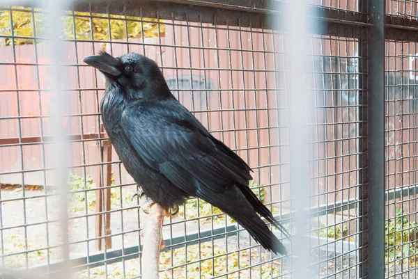 Black raven crow in old vintage metal cage behind bars sitting o