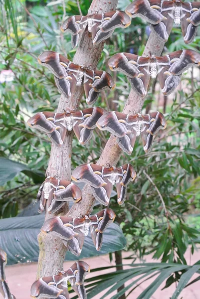Uma colônia de Samia cynthia ricinis marrom grande sentada em uma árvore . — Fotografia de Stock
