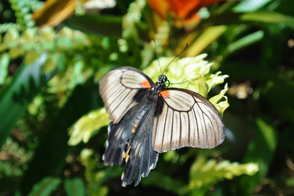Тропічний метелик великий мормонів (Вітрильник-Папілій Мемнона) сидять на гр — стокове фото
