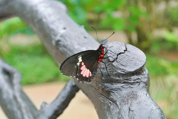 Grande preto com borboleta tropical vermelho e branco sentado em um tre — Fotografia de Stock