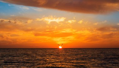 Martı kuşu ufuk deniz manzarası obsc, uçan bir siluet