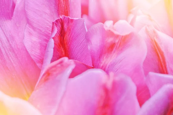 Yakın çekim makro güzel pembe mor kırmızı yemyeşil canlı Lale peta