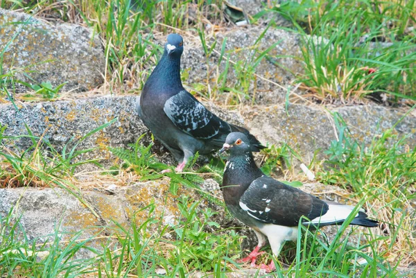 İki büyük gri güvercin taşların üzerinde duran yeşil g ile kaplı — Stok fotoğraf