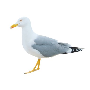 Büyük beyaz martı ayakta beyaz backgro izole Close-Up