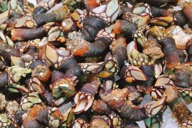 A background of fresh seafood goose neck barnacles on ice at the clipart