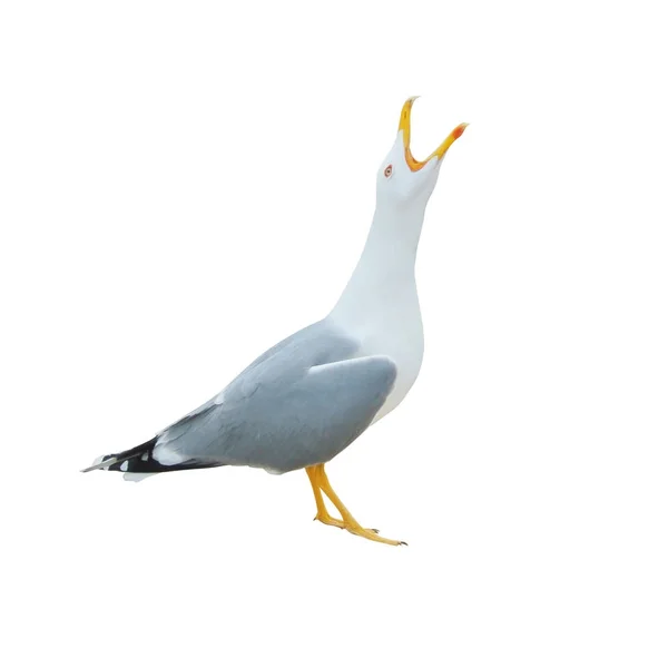 Крупный план большой белой чайки стоя крича с оп — стоковое фото