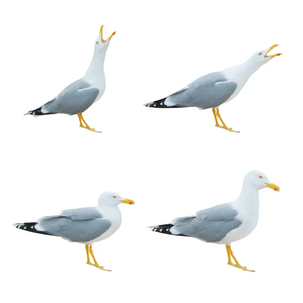 Крупним планом великі білі чайки стоячи кричить з op — стокове фото