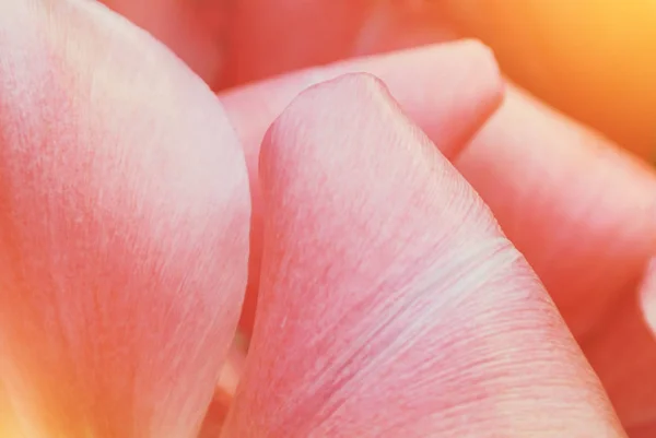 Makró közelről gyönyörű buja élénk rózsaszín tulipán szirmok, tavasz — Stock Fotó