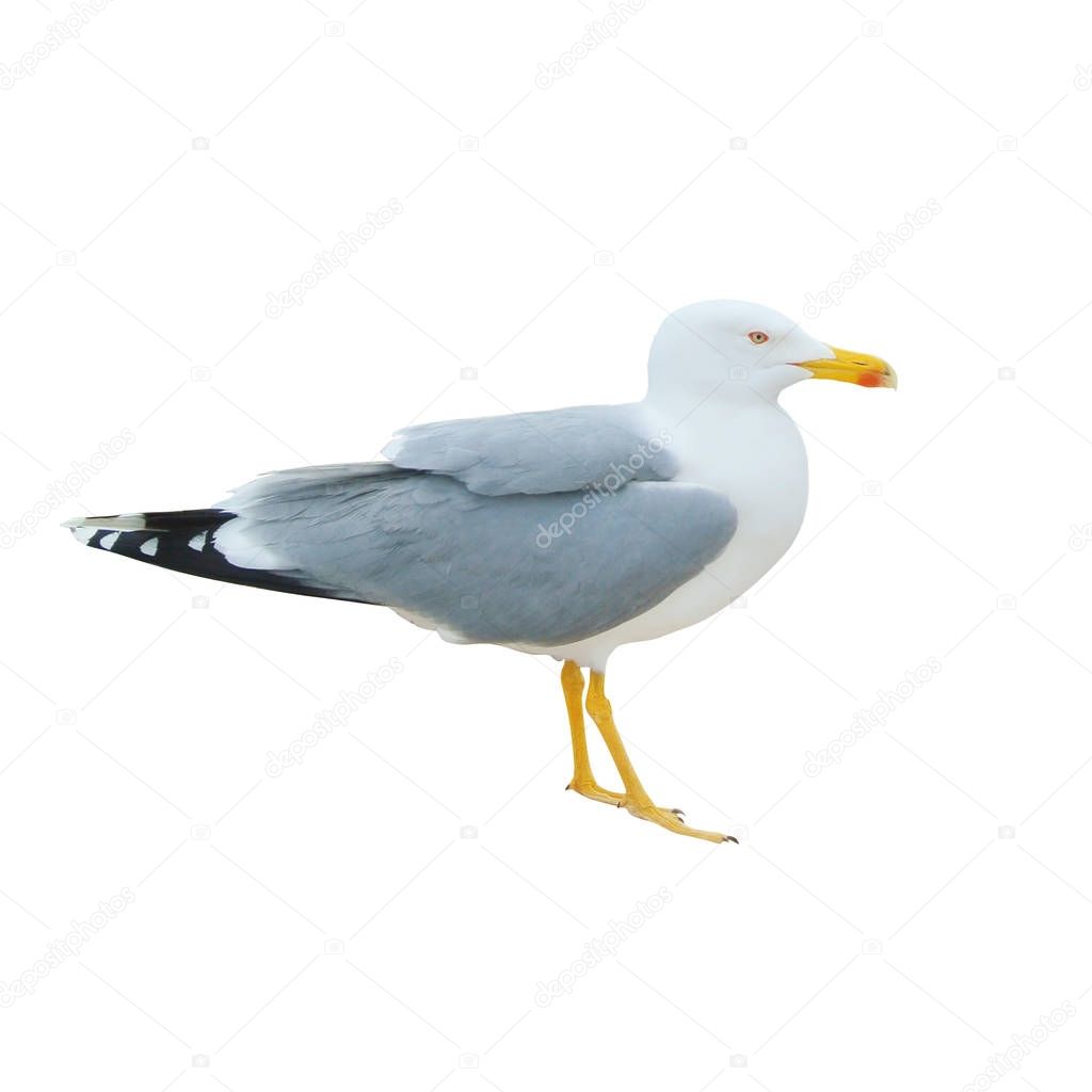 Close-up of big white seagull standing isolated on white backgro
