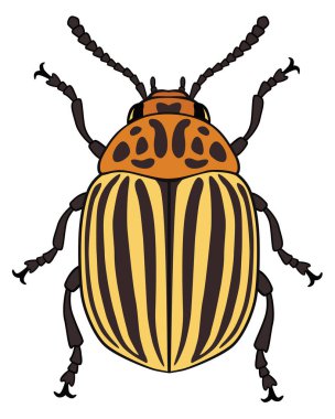 Colorado Patates böceği vektör çizim