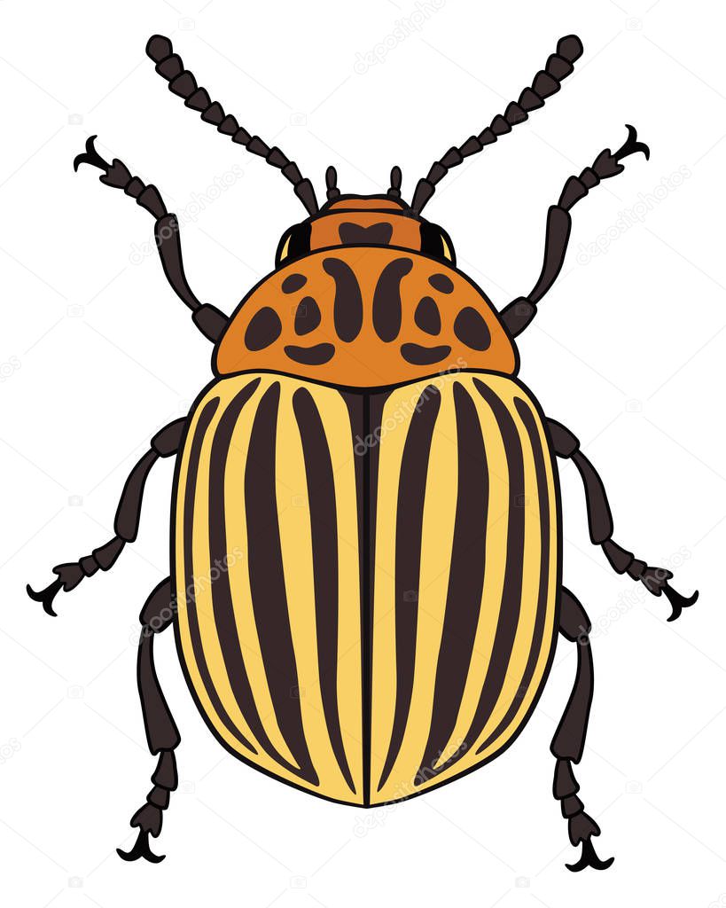 Vector illustration of colorado potato beetle