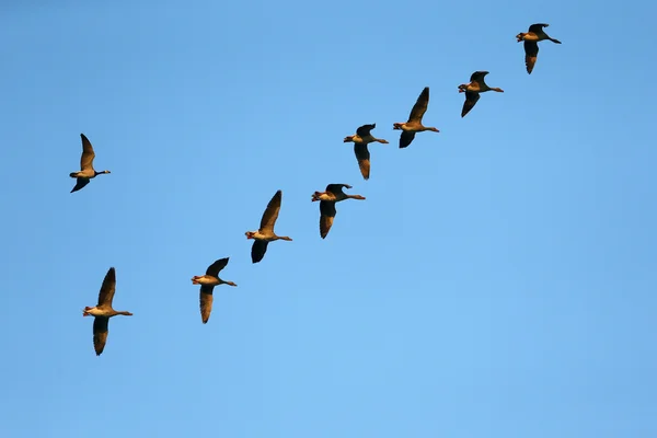 Migración de ganso silvestre en otoño —  Fotos de Stock