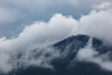 Çam ağaçları sis ve bulutlar. Alp Dağları.