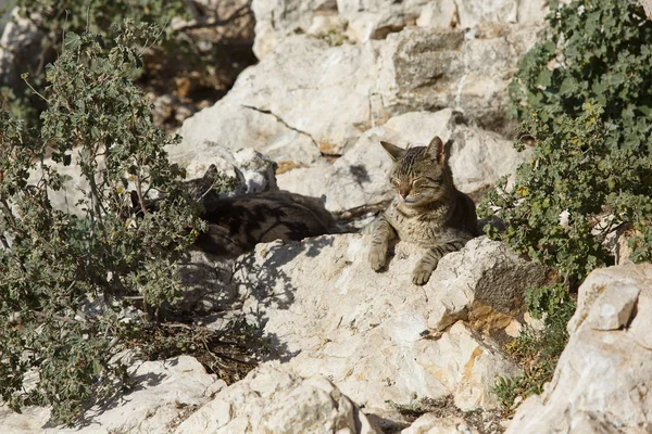 Wild little cat sleeping at the stone mountain Penon de Ifach