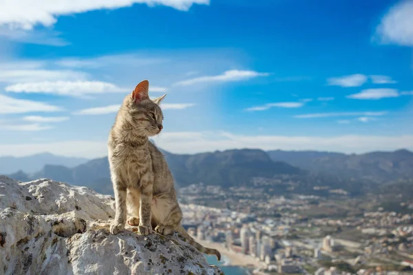 Dağ tepe, Penon de Ifach üzerinde oturan yalnız kedi