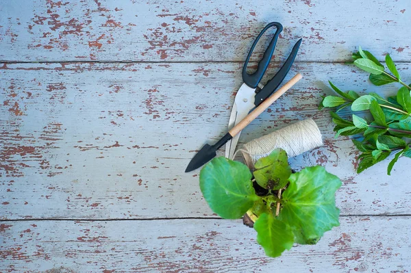 Plant bloeit, het concept van de lente. — Stockfoto