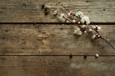 Ahşap bahar arka plan ile beyaz çiçek şube