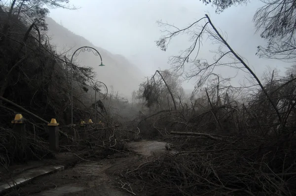 被毁的路与死的树被火山灰覆盖在 Brom 以后 图库照片