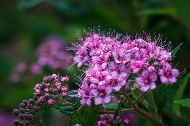 Baharda pembe renkli Çiçeklik.