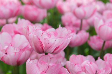 Çiçek yatak bahar zamanında Pembe Laleler (Tulipa) ile
