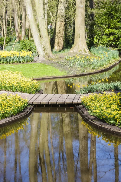Primavera en florecimiento jardín verde Keukenhof, Países Bajos — Foto de Stock