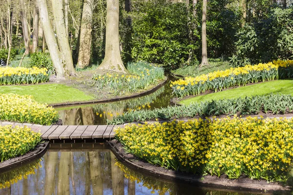 Primavera en florecimiento jardín verde Keukenhof, Países Bajos — Foto de Stock