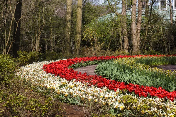 Flor colorida Tulipanes y narcisos para el fondo, jardín de flores de Keukenhof — Foto de Stock