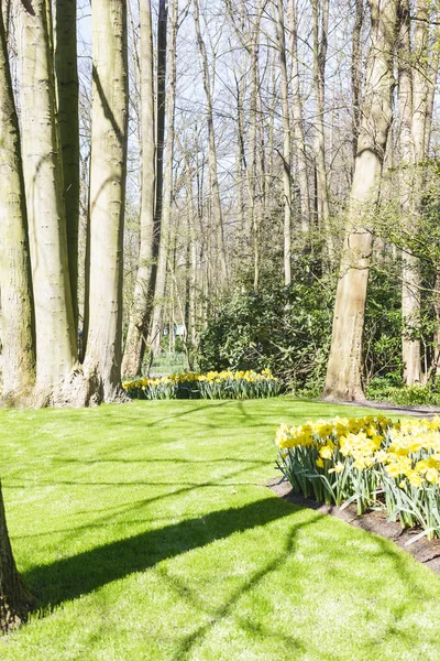 Primavera en florecimiento jardín verde Keukenhof, Países Bajos — Foto de Stock