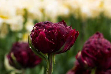 Çiçek yatak bahar zamanında pvinous Lale (Tulipa) ile