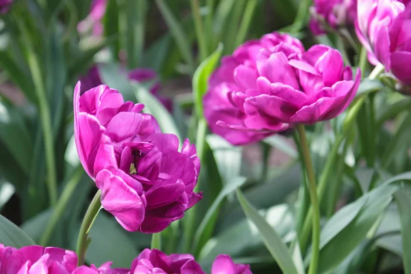 Lit de fleurs avec tulipes violettes (Tulipa) au printemps — Photo